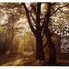 Forest Path/Labyrinth Garden at Enghien, 1997
