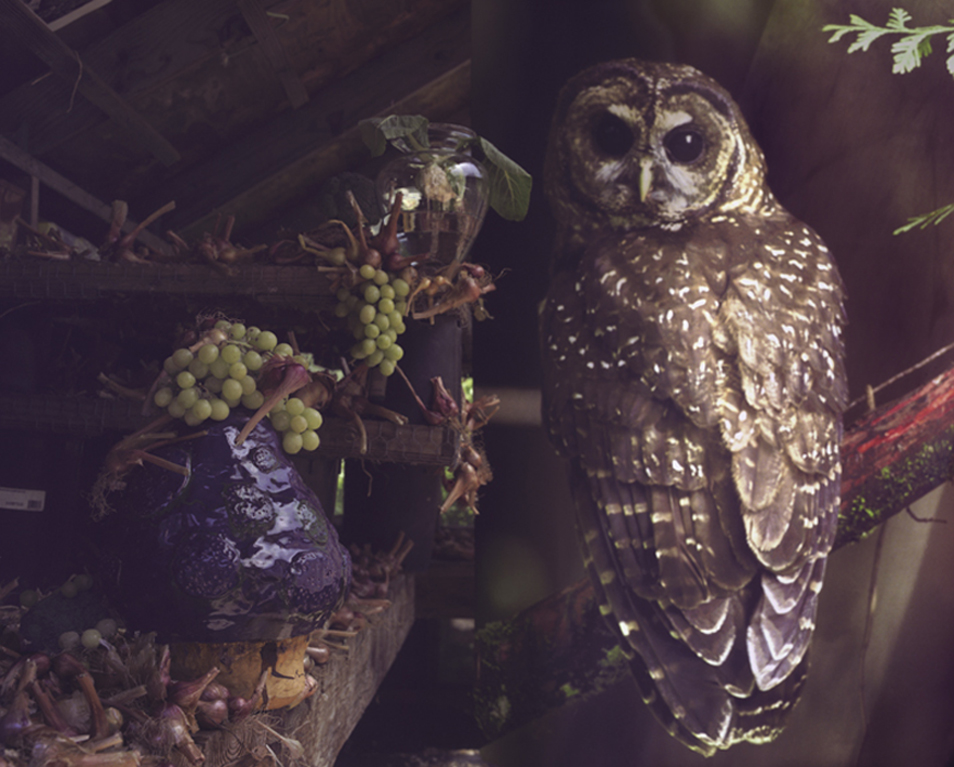 Spotted Owl with Shallots and Grapes, 2010