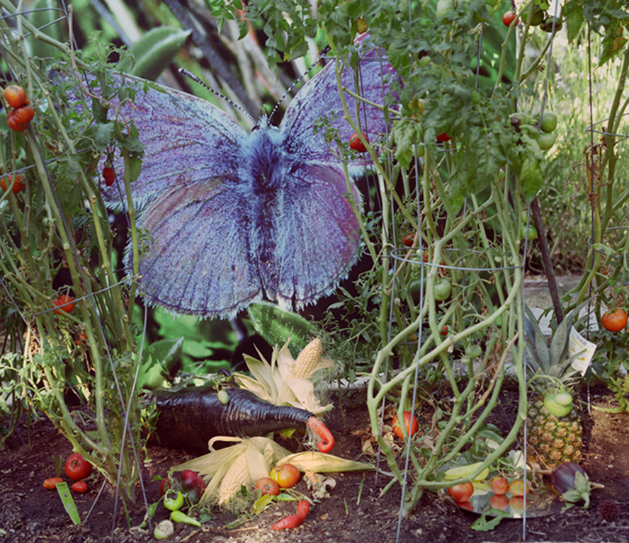 Mission Blue Butterfly and Corn, 2010