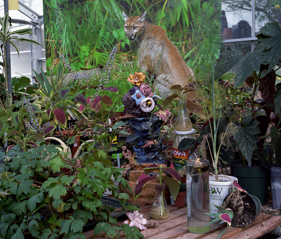 Greenhouse/Florida Panther, 2011