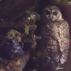 Spotted Owl with Shallots and Grapes, 2010