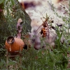 Delhi Sandfly with Pumpkin, 2010