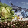 Dolphins with Cabbage, Plums and Flowers, 2008