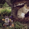 Fox Squirrel with Dahlias and Onions, 2009